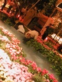 Massive flower arrangement inside the Bellagio hotel casino