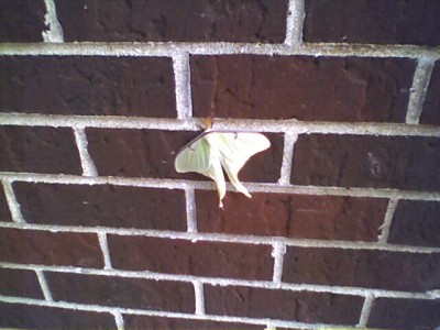 Moth On Bricks August 4, 2004