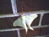 Moth On Bricks Closeup August 4, 2004