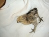 Baby chick saved by Steve S. from the Harper College Print Shop. Baby chick saved by Steve S. from the Harper College Print Shop.